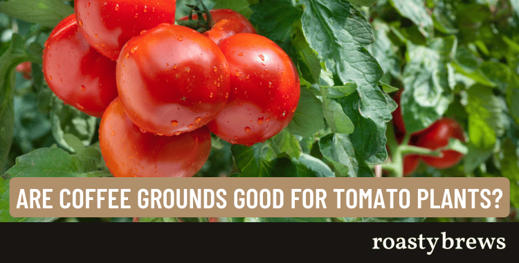Are Coffee Grounds Good For Tomato Plants Really Roasty Brews